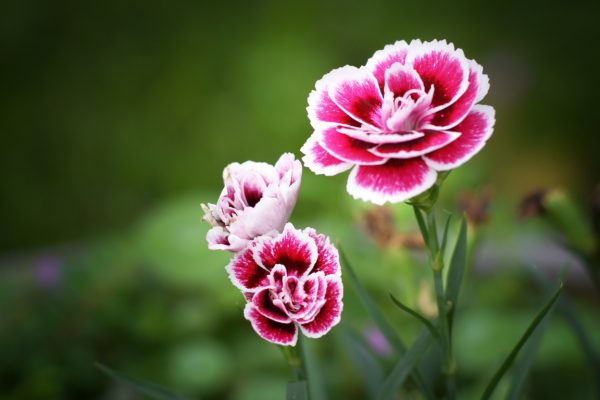 ý nghĩa của hoa cẩm chướng đẹp 2