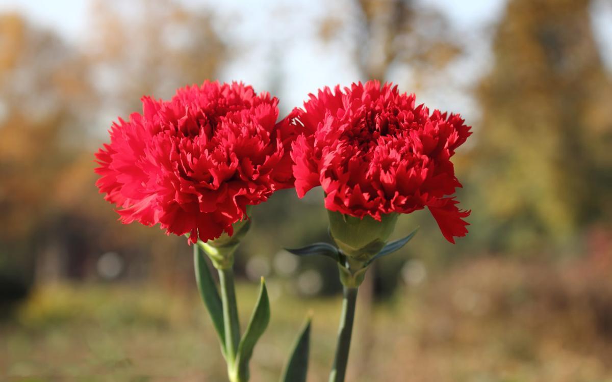 ý nghĩa của hoa cẩm chướng đẹp 3