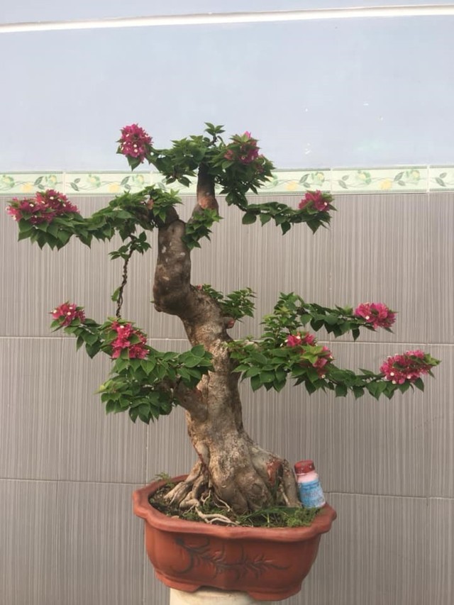 cây hoa giấy bonsai 3