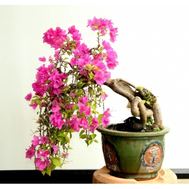 cây hoa giấy bonsai 6