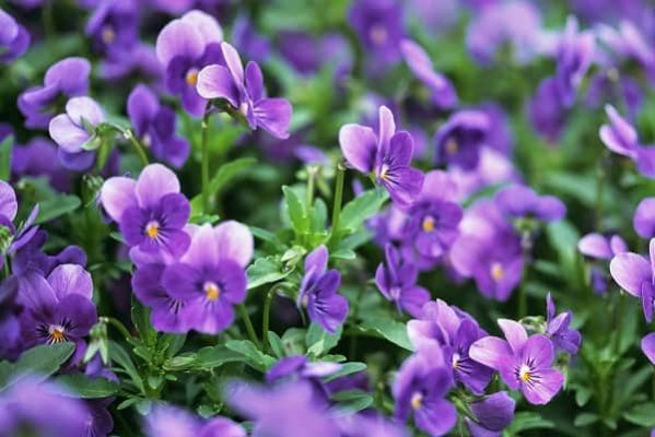 hình ảnh hoa violet 2