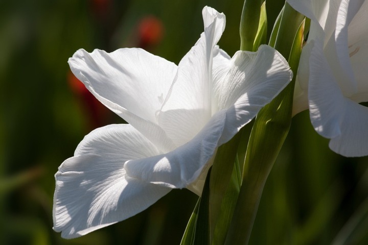 hoa lay ơn trắng đẹp nhất 2