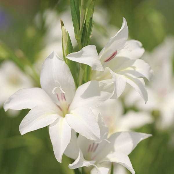 hoa lay ơn trắng đẹp nhất 3