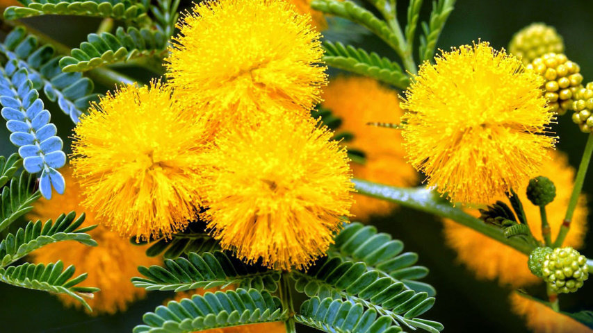 hoa mimosa đẹp và ý nghĩa nhất 7