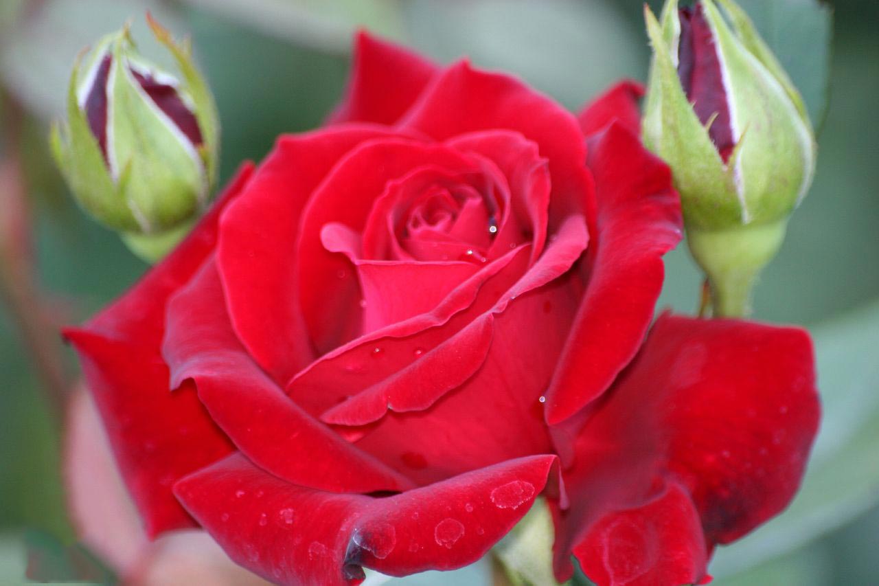 Hoa hồng leo Constance Spry