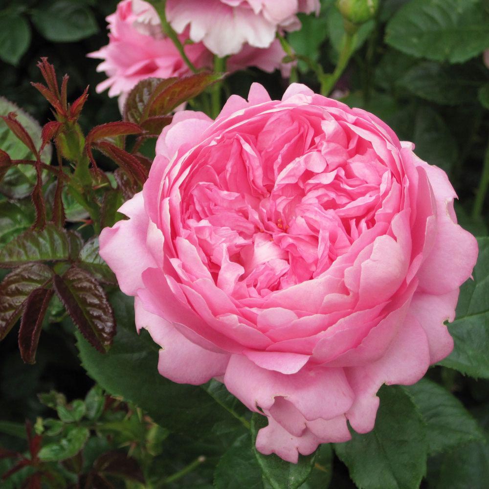 Hoa hồng Pierre de Ronsard
