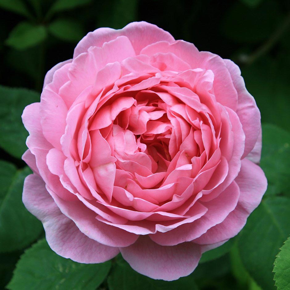 Hoa hồng leo Constance Spry