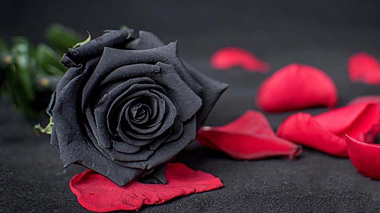 Hãy nhìn tới hình ảnh hoa hồng cô đơn này, đó không chỉ là một bông hoa đơn thuần mà còn là một tác phẩm nghệ thuật độc đáo. Với những lá hoa xanh, cánh hoa tươi sáng và tràn đầy sống động, bức tranh này sẽ đưa bạn vào chuyến phiêu lưu đầy yêu thương và tình cảm.